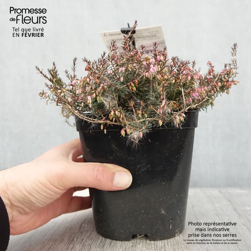 Erica carnea Myreton Ruby - Brezo vizcaíno Maceta 1,5L/2L Ejemplar entregado en invierno