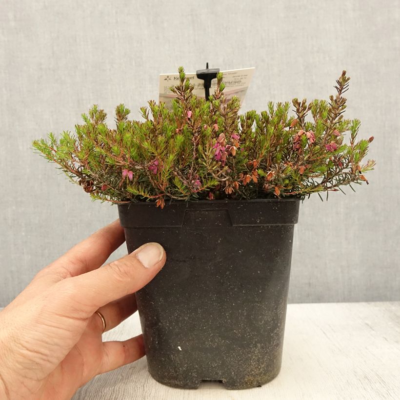 Erica carnea Myreton Ruby - Brezo vizcaíno Maceta 1,5L/2L Ejemplar entregado en la primavera