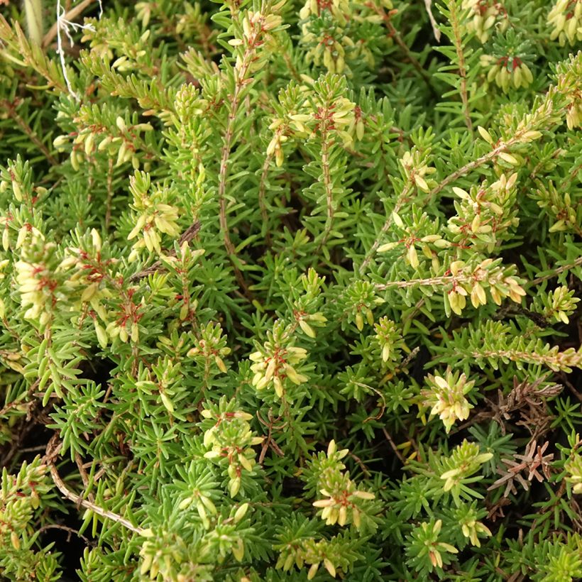 Erica carnea Springwood Pink - Brezo vizcaíno (Follaje)