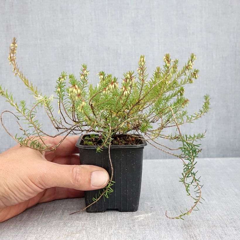Ejemplar de Bruyère des neiges - Erica carnea Springwood Pink Godet de 8/9 cm entregado en otoño