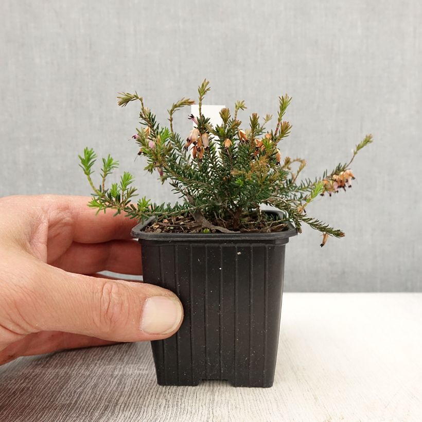 Bruyère des neiges - Erica carnea Springwood Pink Maceta de 8/9 cm Ejemplar entregado en la primavera