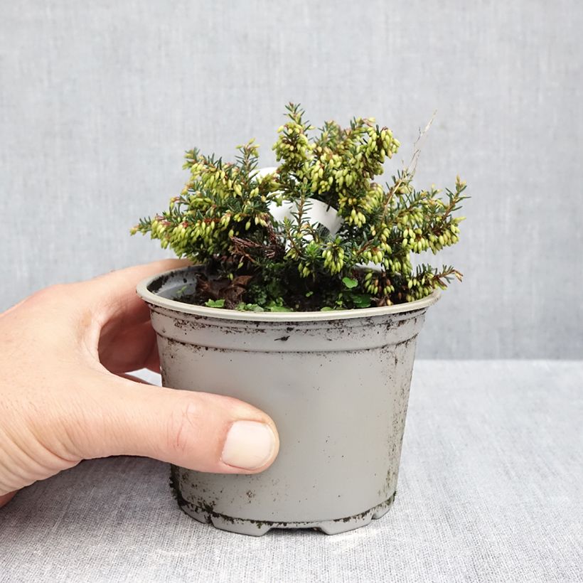 Ejemplar de Erica carnea Winterfreude - Brezo vizcaíno Maceta de 10 cm/11 cm entregado en otoño