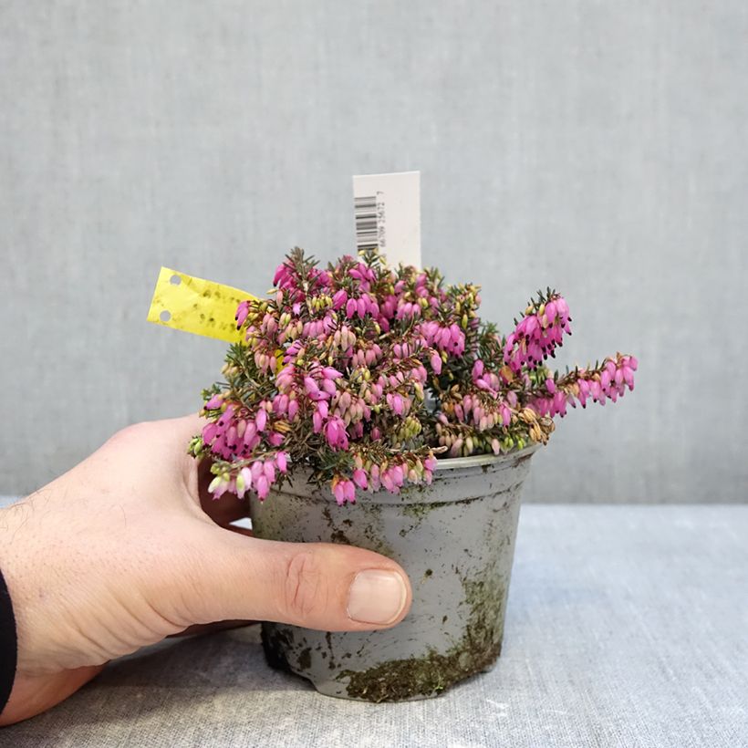 Erica carnea Winterfreude - Brezo vizcaíno Maceta de 12 cm / 13 cm Ejemplar entregado en invierno