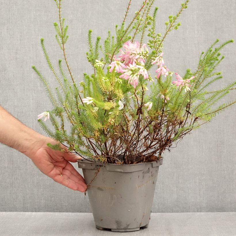 Ejemplar de Erica verticillata - Brezo verticilado Maceta 4L/5L entregado en verano