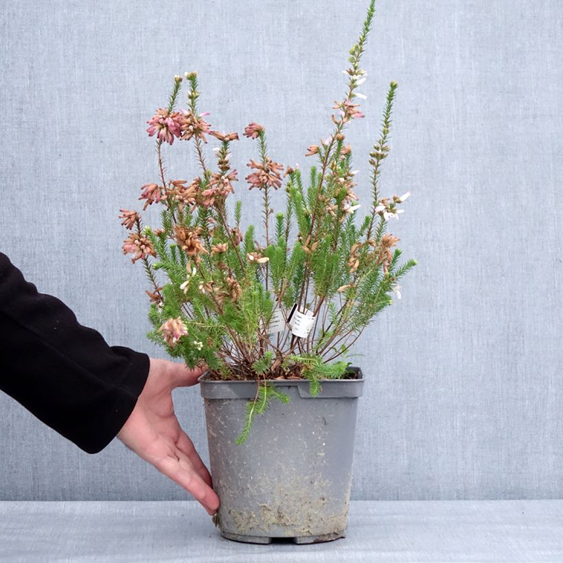 Erica verticillata - Brezo verticilado Maceta 4L/5L Ejemplar entregado en invierno