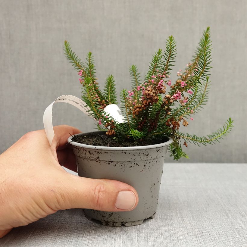 Ejemplar de Erica vagans Birch Glow - Brezo Maceta de 10 cm/11 cm entregado en otoño