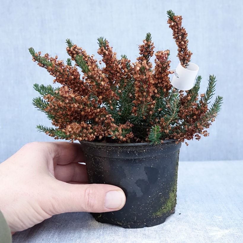 Erica vagans Birch Glow - Brezo Maceta de 12 cm / 13 cm Ejemplar entregado en invierno