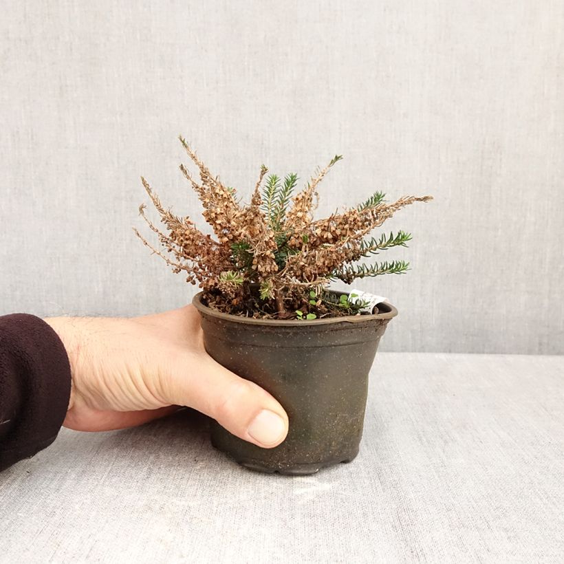 Ejemplar de Erica vagans Holden Pink - Brezo Maceta de 12 cm / 13 cm entregado en otoño