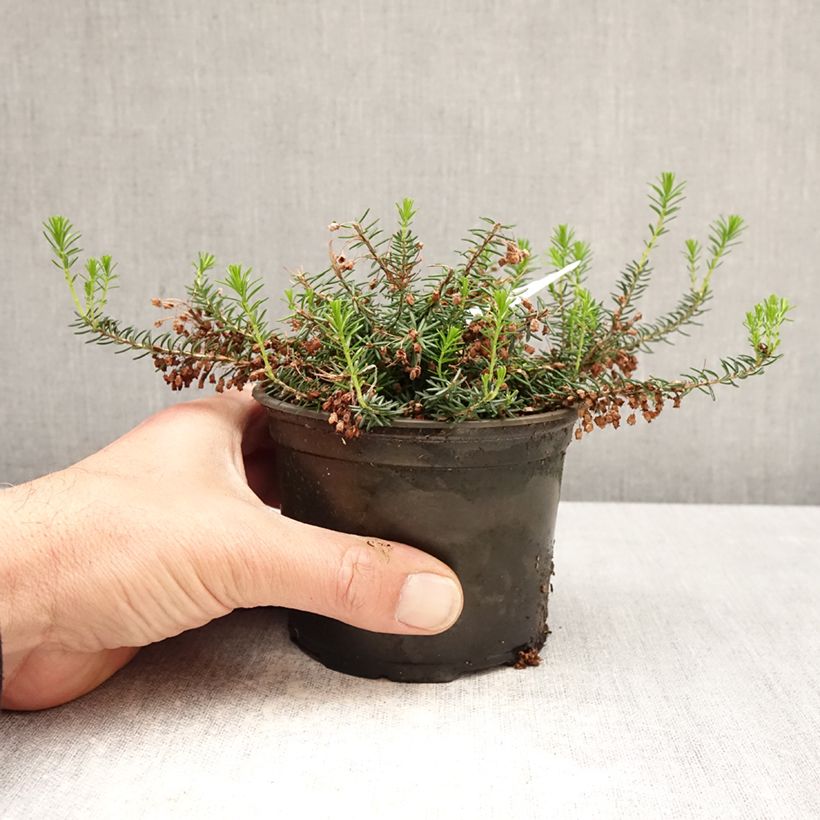 Erica vagans Holden Pink - Brezo Maceta de 12 cm / 13 cm Ejemplar entregado en la primavera
