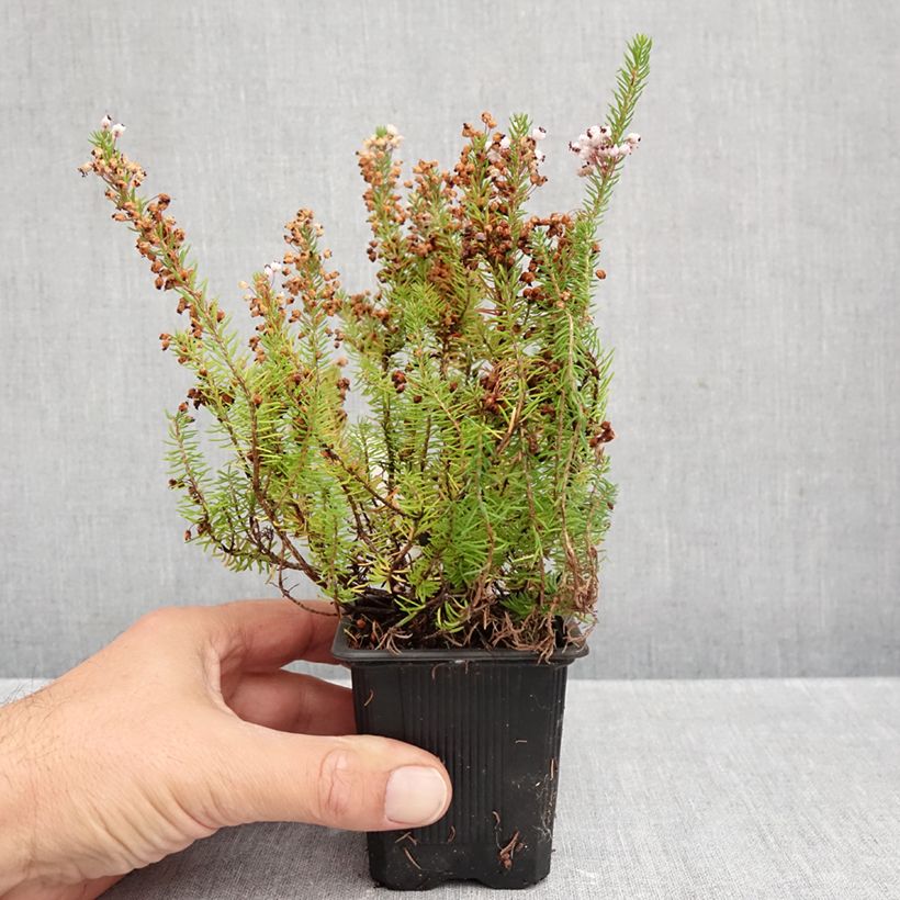 Ejemplar de Erica vagans Mrs D.F. Maxwell - Brezo Maceta de 8/9 cm entregado en otoño