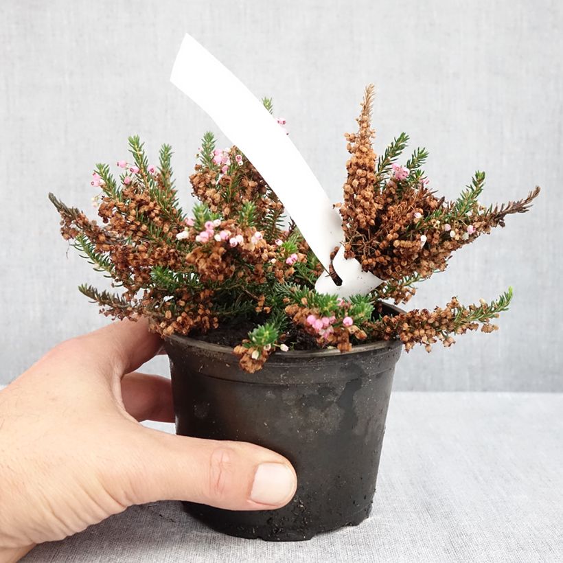 Ejemplar de Erica vagans Pyrenees Pink - Brezo Maceta de 10 cm/11 cm entregado en otoño