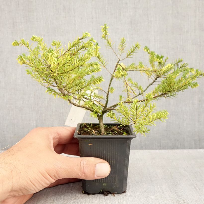 Ejemplar de Erica vagans White Rocket - Brezo Maceta de 8/9 cm entregado en otoño