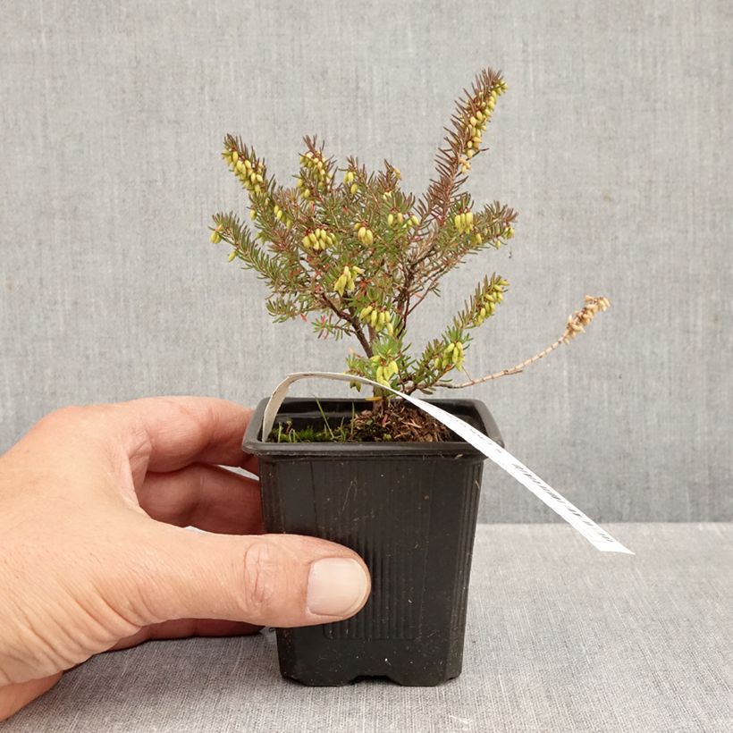 Ejemplar de Erica darleyensis Winter Belles Lucie - Brezo rosado Maceta de 8/9 cm entregado en otoño
