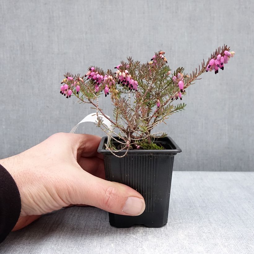 Erica darleyensis Winter Belles Lucie - Brezo rosado Maceta de 8/9 cm Ejemplar entregado en invierno