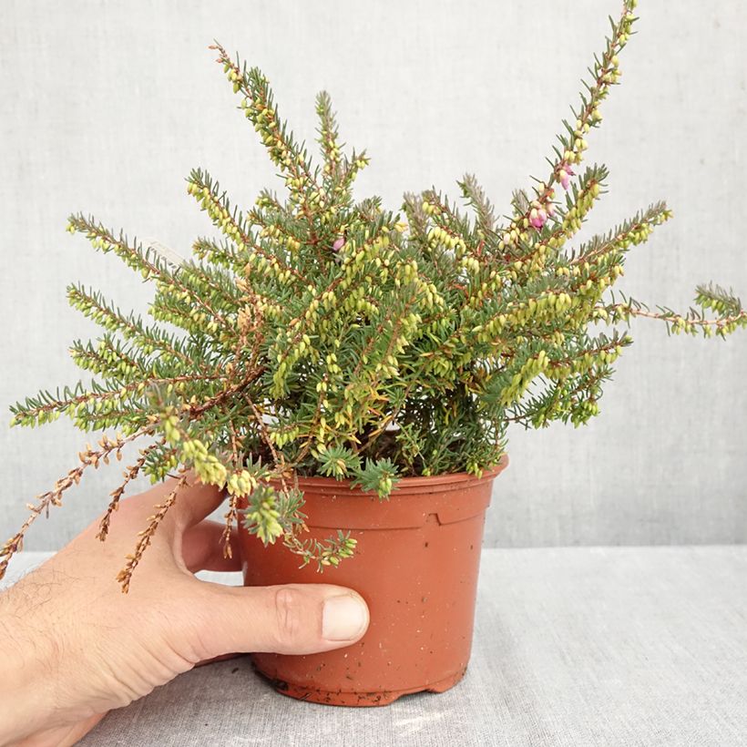 Ejemplar de Erica darleyensis Winter Belles Lucie - Brezo rosado Maceta 1L/1,5L entregado en otoño