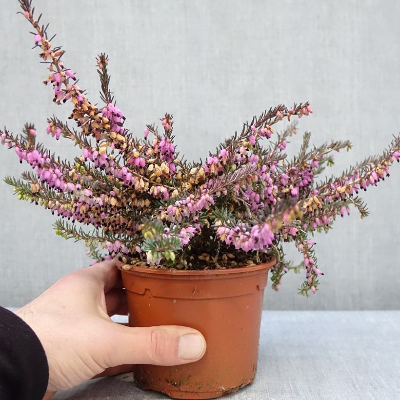 Erica darleyensis Winter Belles Lucie - Brezo rosado Maceta 1L/1,5L Ejemplar entregado en invierno