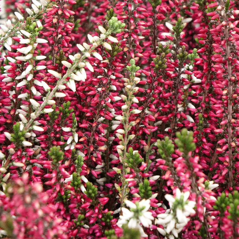 Calluna vulgaris Garden Girls Trio Mix - Brecina (Floración)