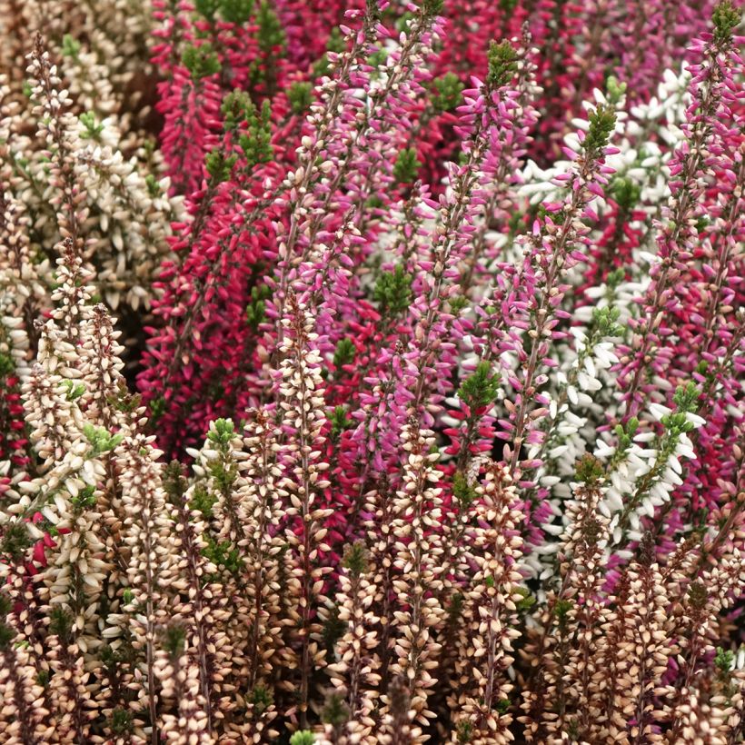 Calluna vulgaris Garden Girls Trio Mix - Brecina (Porte)