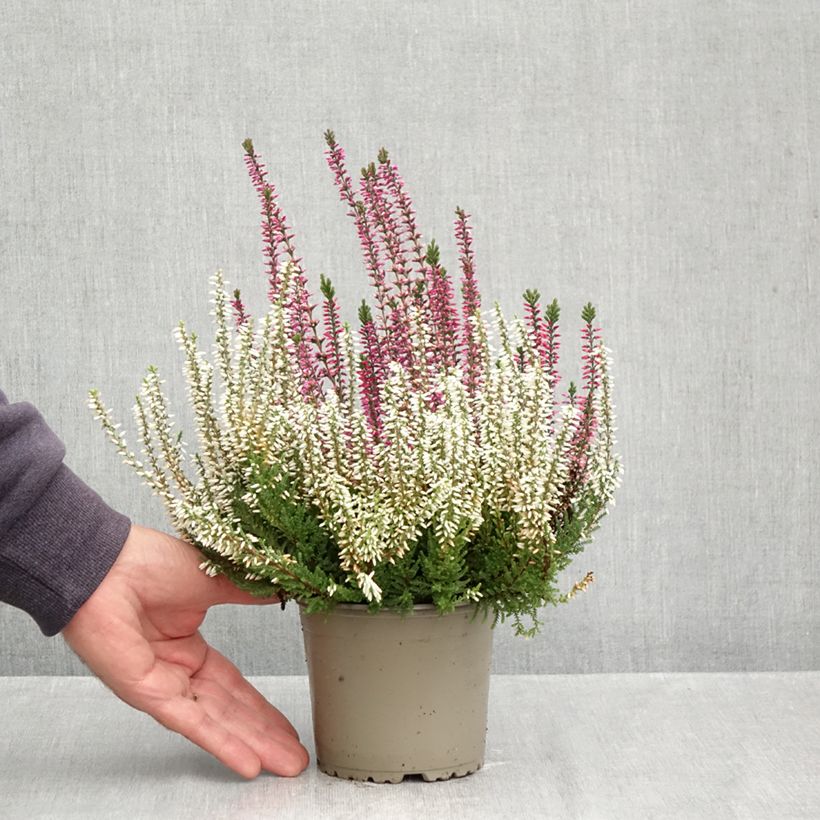Ejemplar de Calluna vulgaris Garden Girls Trio Mix - Brecina Maceta 1L/1,5L entregado en otoño
