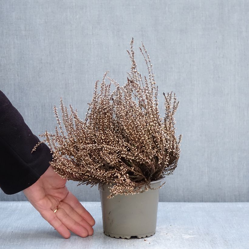 Calluna vulgaris Garden Girls Trio Mix - Brecina Maceta 1L/1,5L Ejemplar entregado en invierno