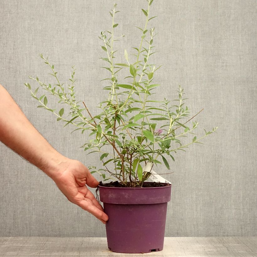 Ejemplar de Buddleja alternifolia - Mariposa de hojas alternas Maceta 3L/4L entregado en verano
