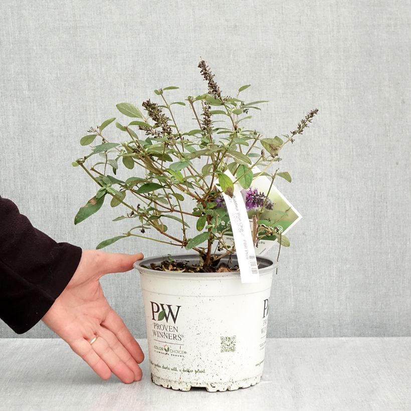 Ejemplar de Buddleia Blue Chip Jr Maceta 2L/3L entregado en otoño