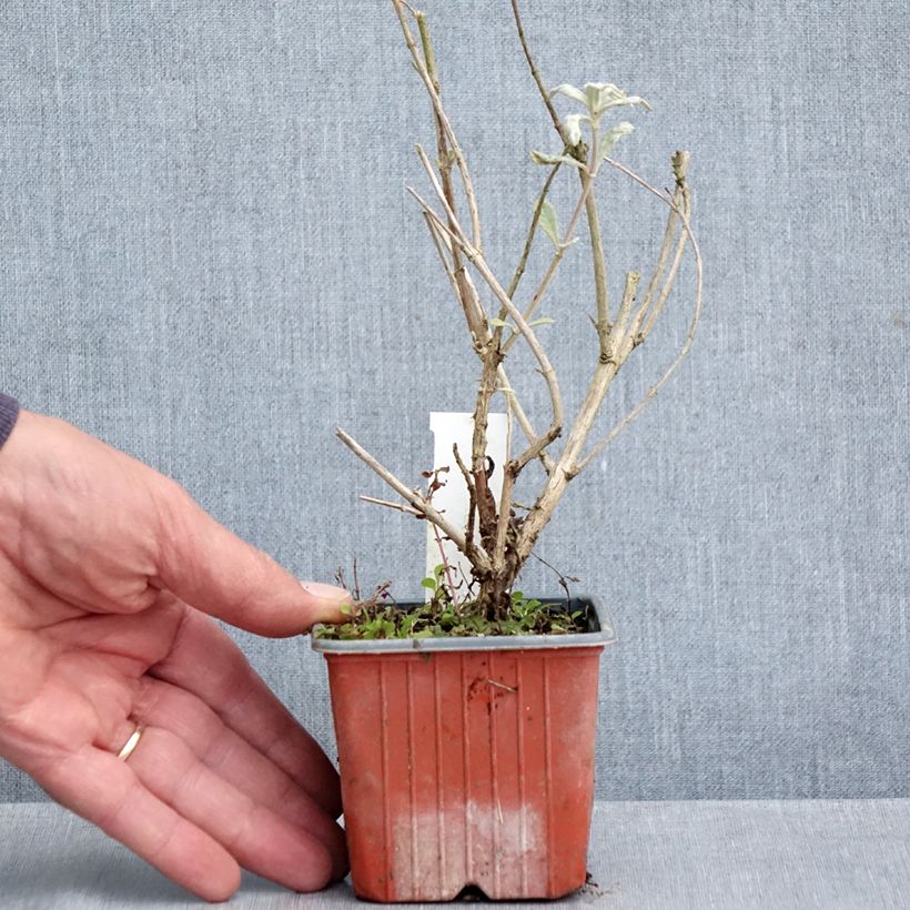 Ejemplar de Buddleja davidii Adonis Blue Maceta de 8/9 cm entregado en otoño
