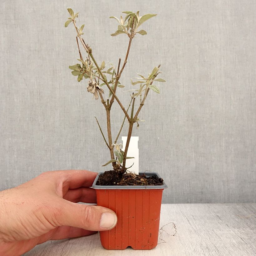 Buddleja davidii Adonis Blue Maceta de 8/9 cm Ejemplar entregado en la primavera