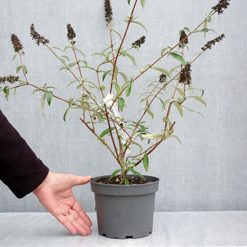 Ejemplar de Buddleja davidii Black knight Maceta 2L/3L entregado en otoño