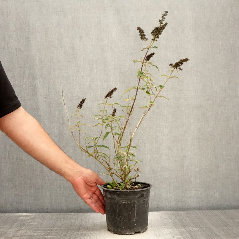 Ejemplar de Buddleja davidii Black knight Maceta 2L/3L entregado en verano