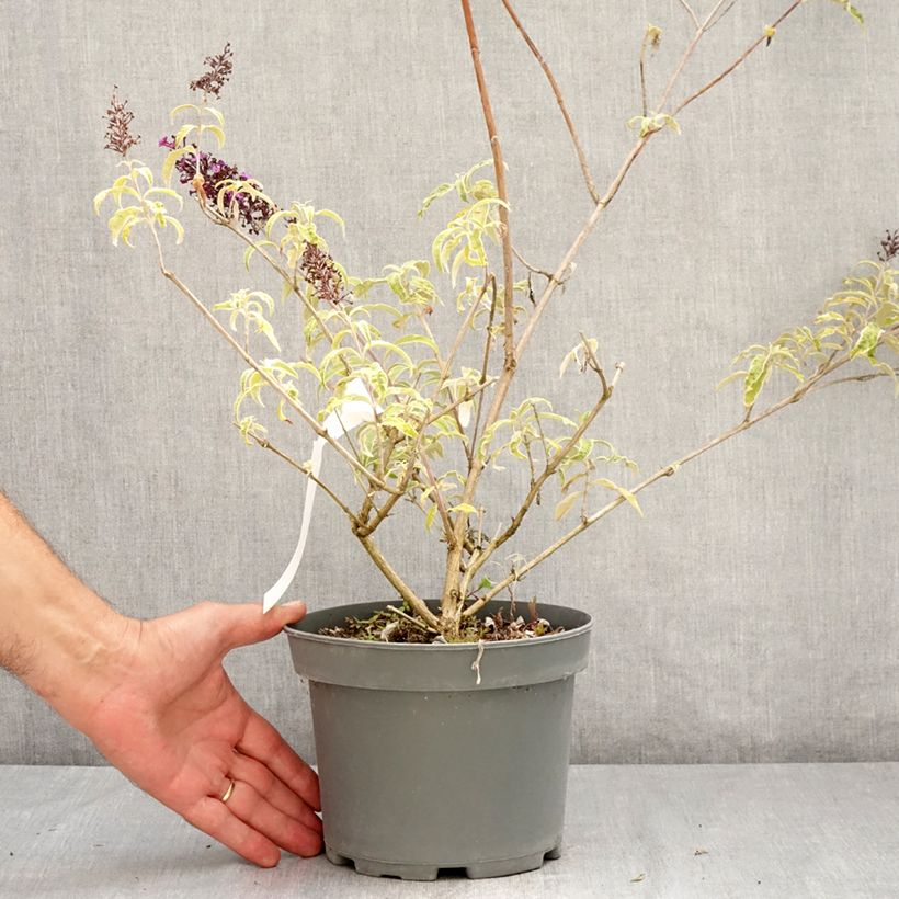 Ejemplar de Buddleja davidii Harlequin Maceta 2L/3L entregado en verano