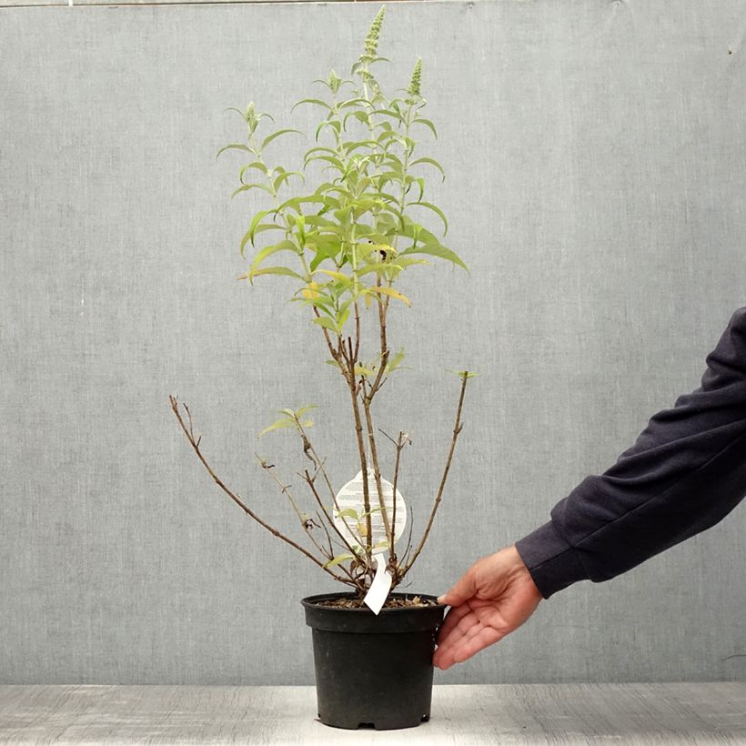 Ejemplar de Buddleja davidii Marbled White Maceta 2L/3L entregado en verano