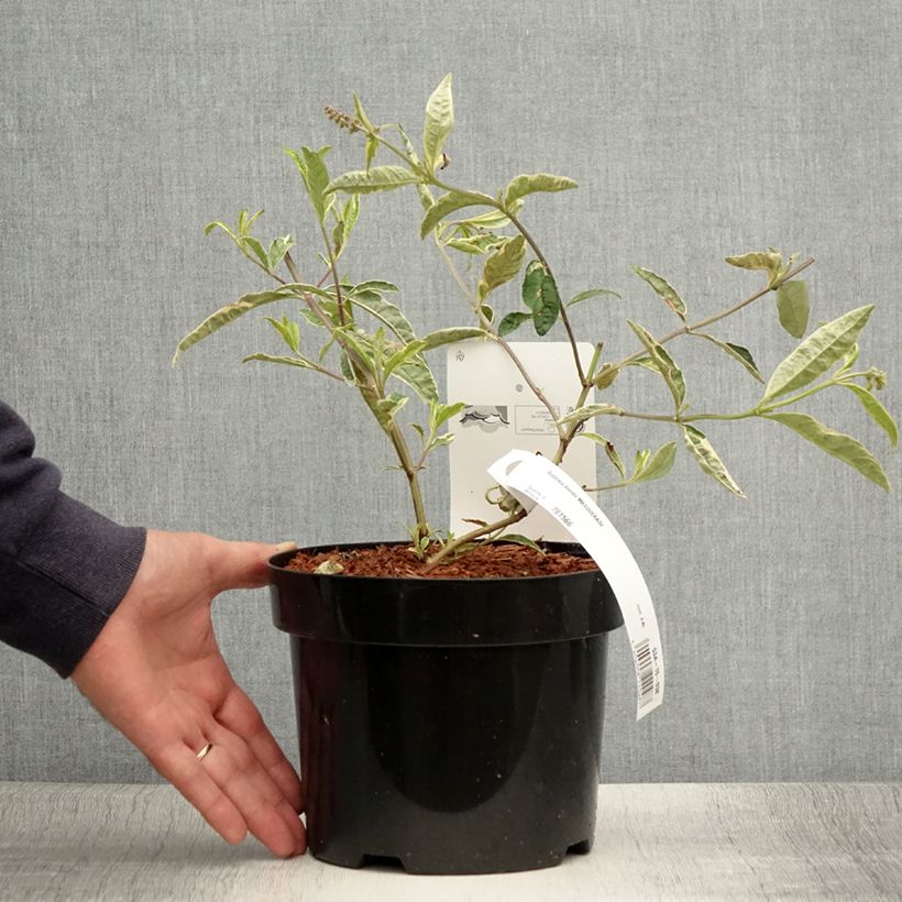 Ejemplar de Buddleja davidii Masquerade Maceta 3L/4L entregado en verano