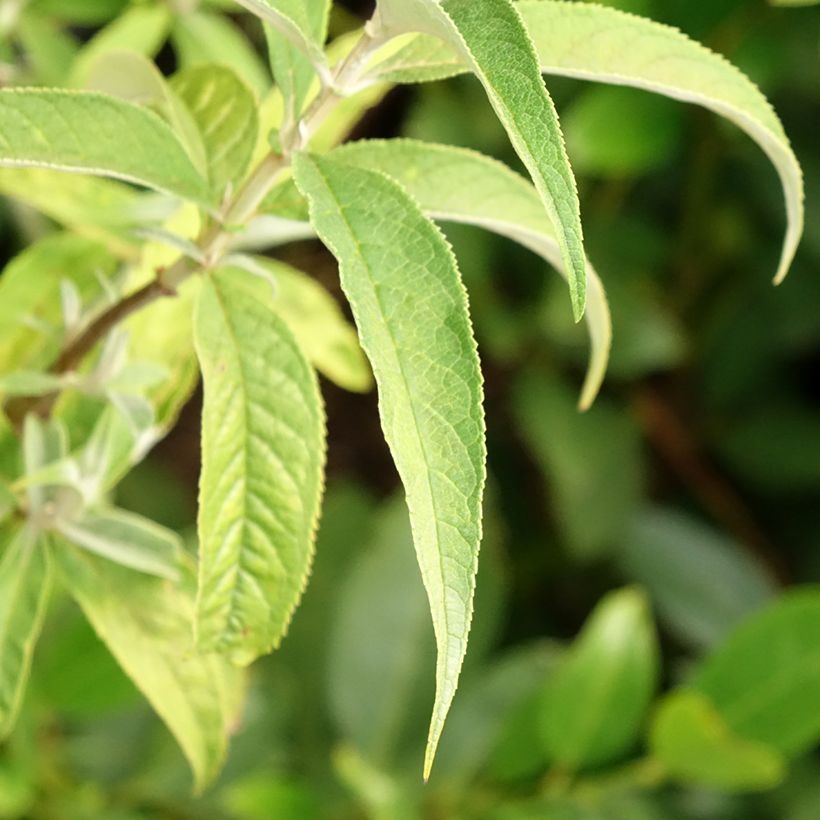 Buddleja davidii Nanho White (Follaje)