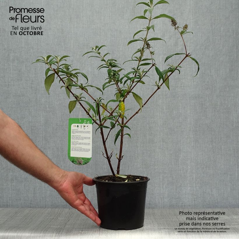 Ejemplar de Buddleja davidii Pink Delight Maceta 3L/4L entregado en otoño