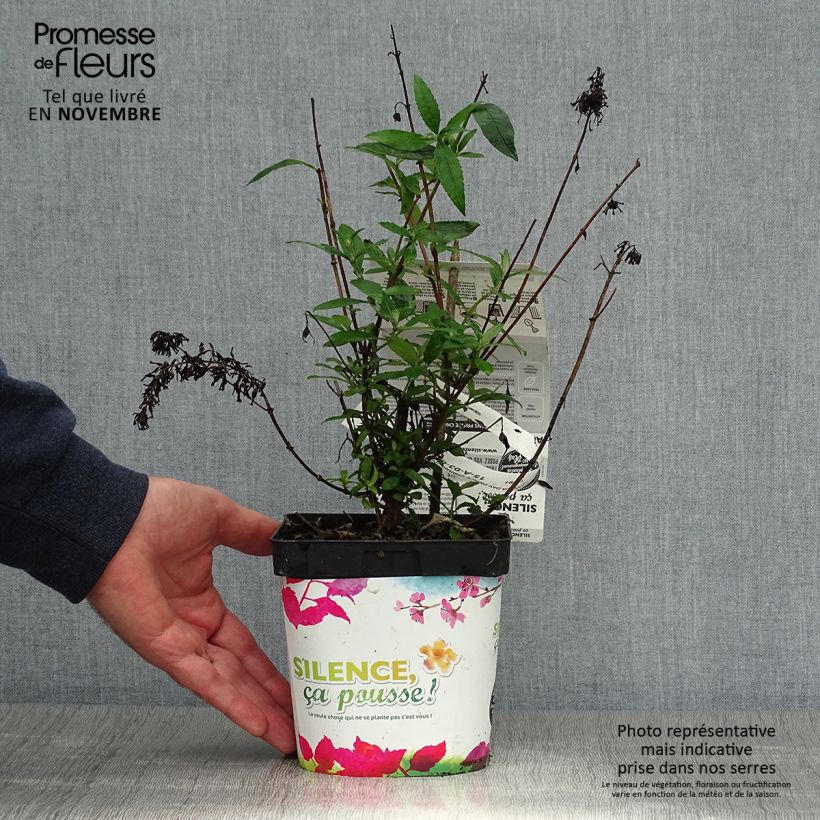 Ejemplar de Buddleja davidii Prince Charming Maceta 2L/3L entregado en otoño