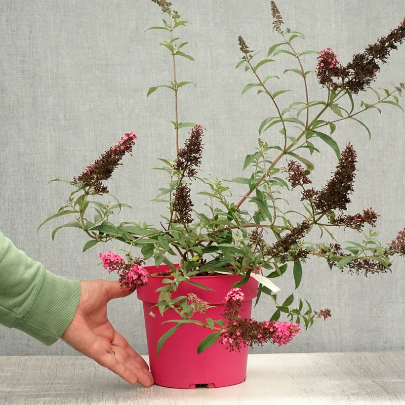 Ejemplar de Buddleja davidii Prince Charming Maceta 2L/3L entregado en verano