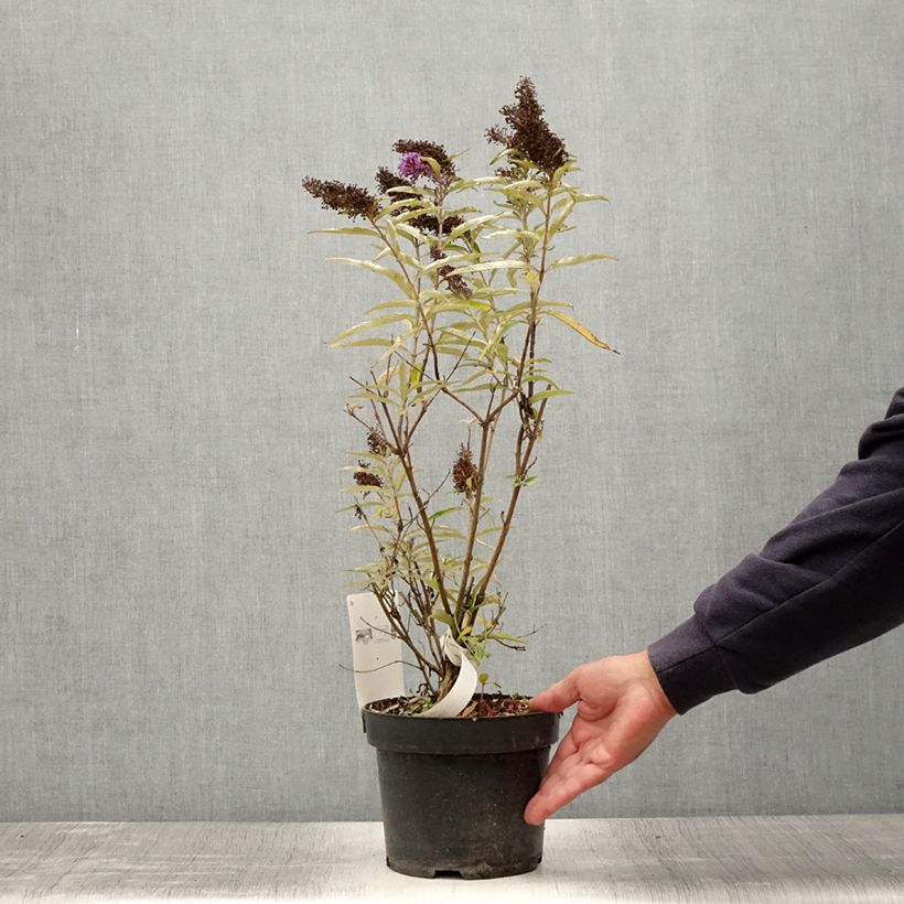 Ejemplar de Buddleja davidii Purple Emperor Maceta 2L/3L entregado en verano