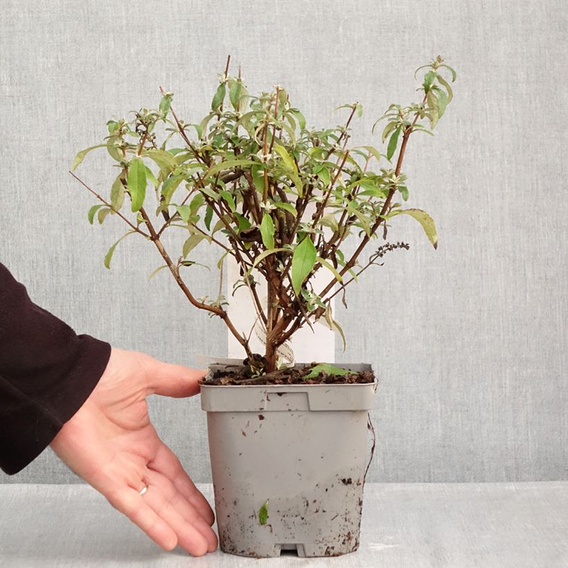 Ejemplar de Buddleja davidii Rêve de papillon Blue (Sueño de Mariposa) - Arbusto de las mariposas Maceta 2L/3L entregado en otoño