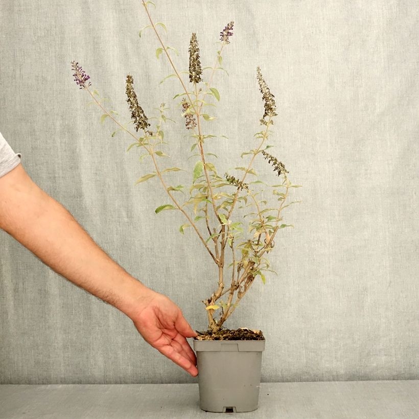 Ejemplar de Buddleja davidii Rêve de papillon Blue (Sueño de Mariposa) - Arbusto de las mariposas Maceta 2L/3L entregado en verano