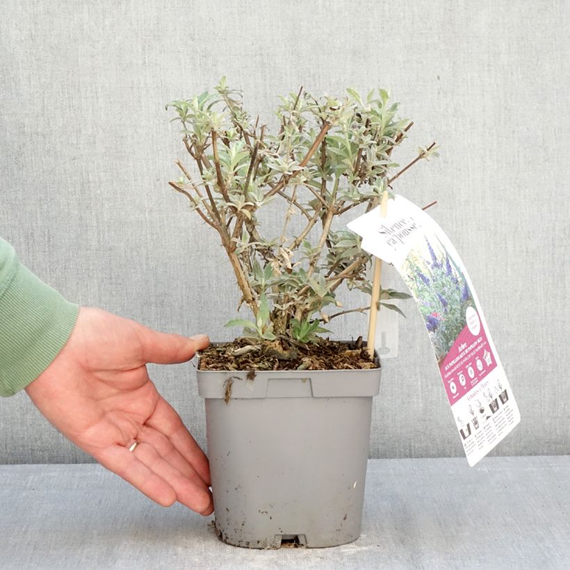 Buddleja davidii Rêve de papillon Blue (Sueño de Mariposa) - Arbusto de las mariposas Maceta 2L/3L Ejemplar entregado en invierno