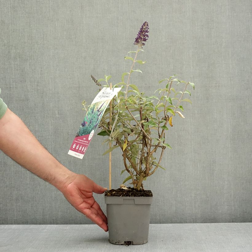 Buddleja davidii Rêve de papillon Blue (Sueño de Mariposa) - Arbusto de las mariposas Maceta 2L/3L Ejemplar entregado en la primavera