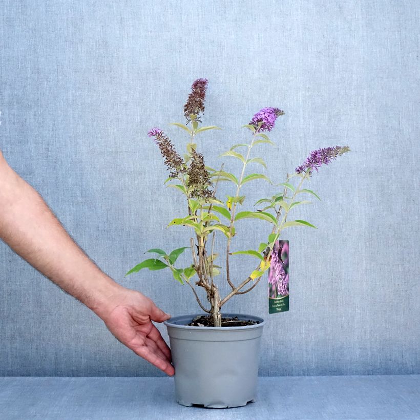 Ejemplar de Buddleja davidii Rêve de Papillon Pink Maceta 4L/5L entregado en verano