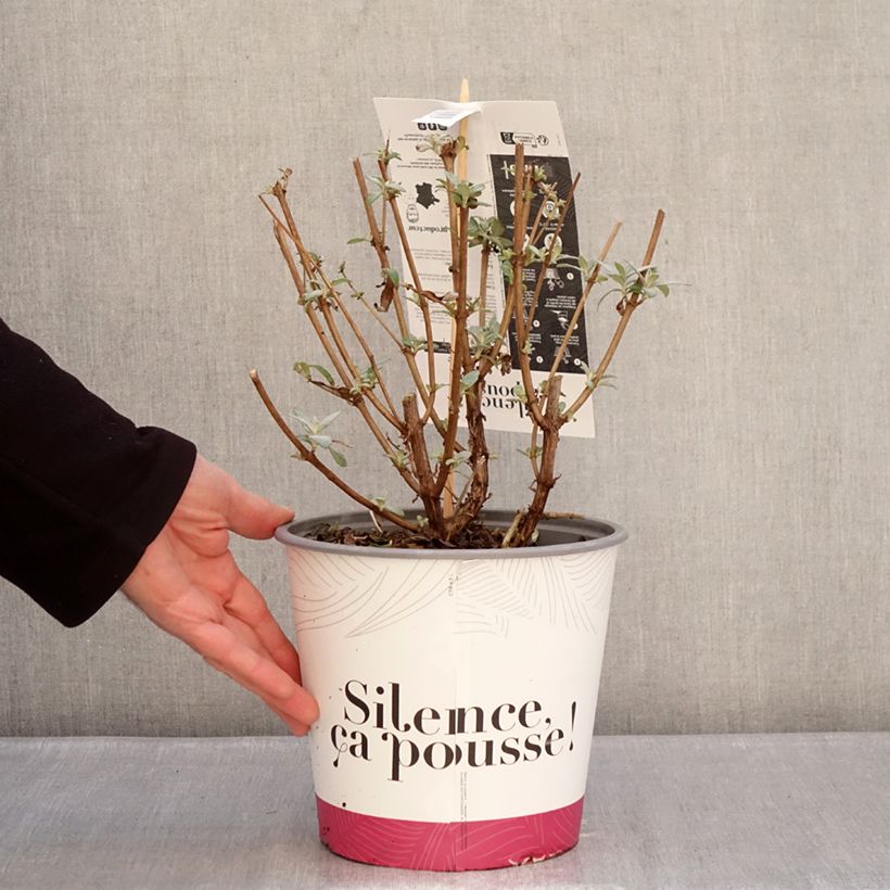 Buddleja davidii Rêve de papillon Violet (Sueño de Mariposa) - Arbusto de las mariposas Maceta 2L/3L Ejemplar entregado en invierno