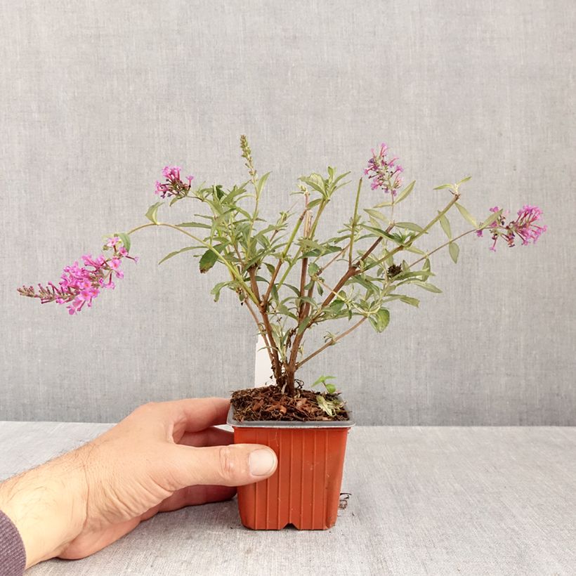 Ejemplar de Buddleja davidii Sophie Maceta de 8/9 cm entregado en otoño