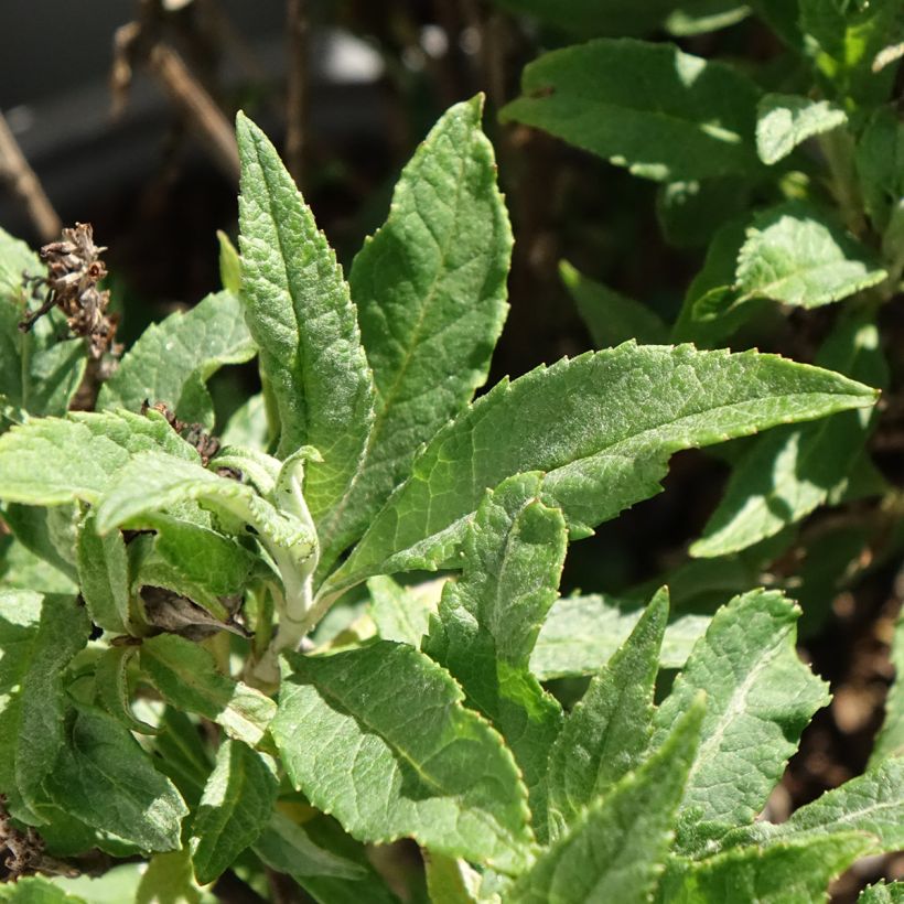 Buddleja davidii Tiny Buddy Deep Blue (Follaje)