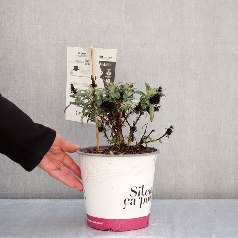 Buddleja davidii Tiny Buddy Deep Blue Maceta 4L/5L Ejemplar entregado en invierno