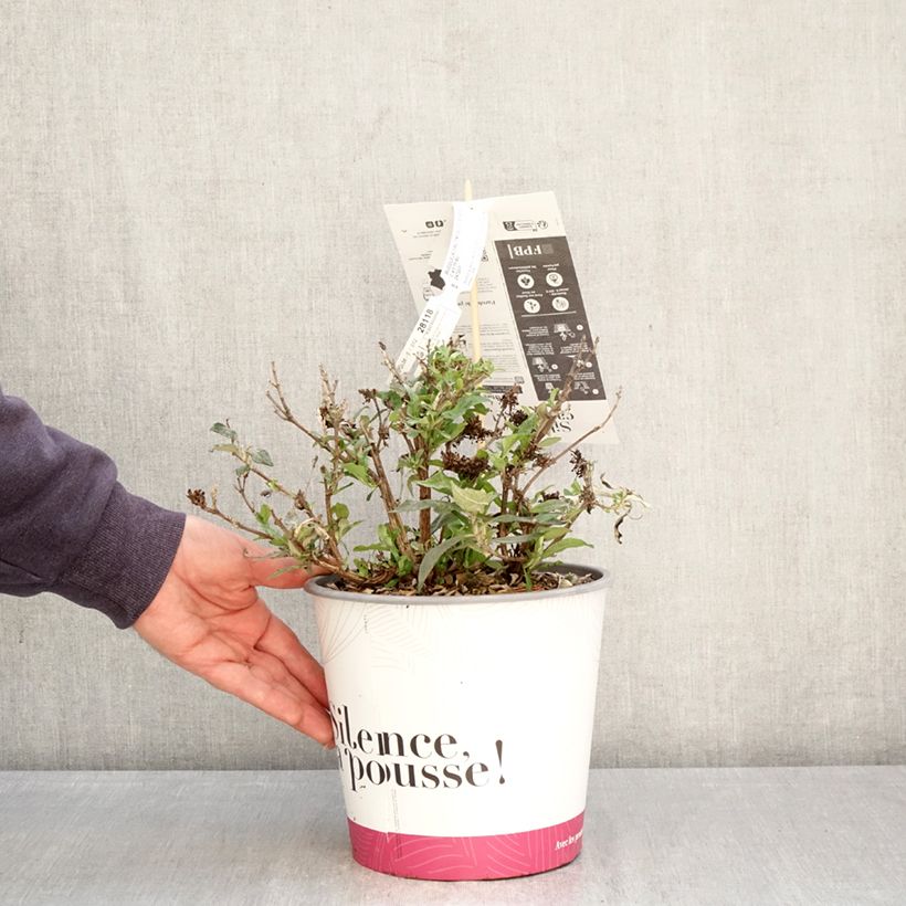 Buddleja davidii Tiny Buddy Deep Blue Maceta 4L/5L Ejemplar entregado en la primavera