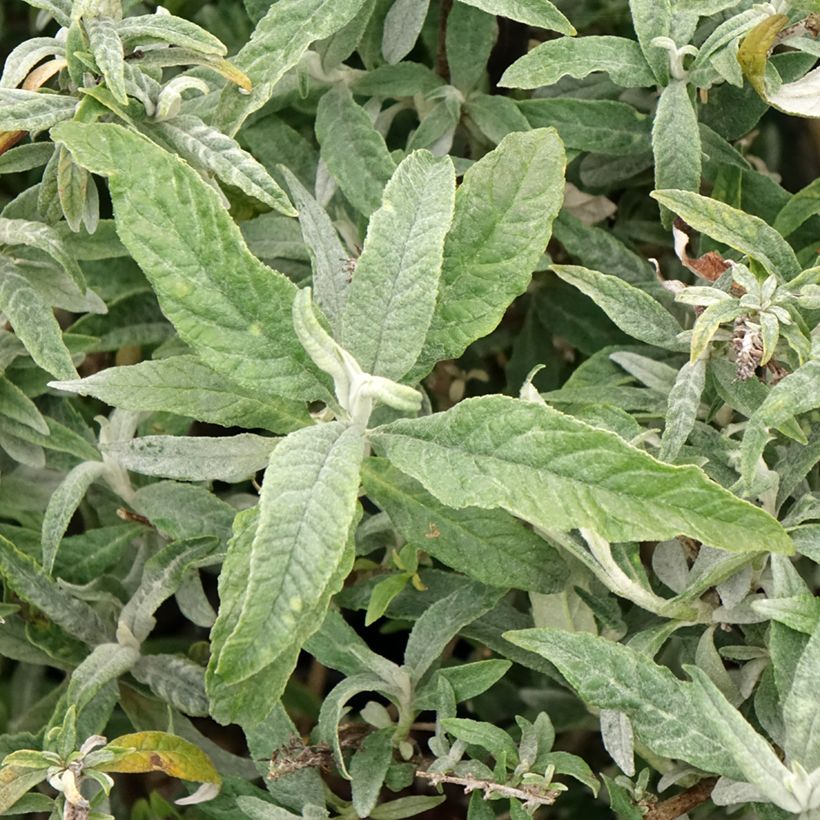 Buddleja davidii White Ball (Follaje)