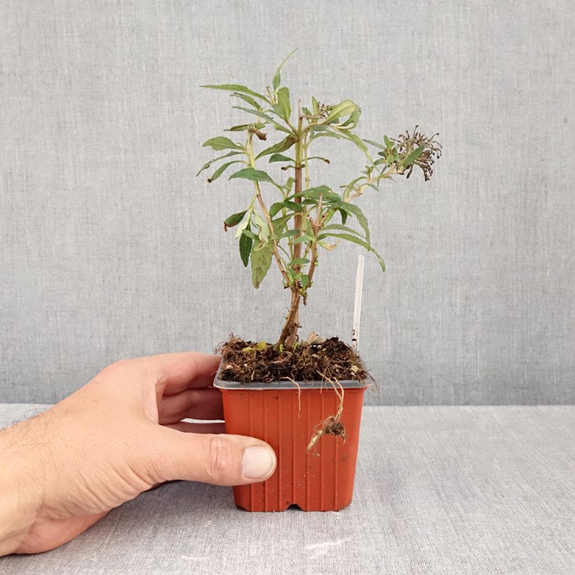 Ejemplar de Buddleja davidii White Profusion Maceta de 8/9 cm entregado en otoño
